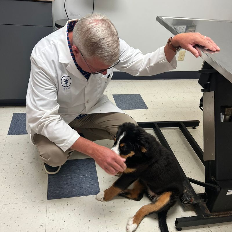 A vet affectionately pets a small dog