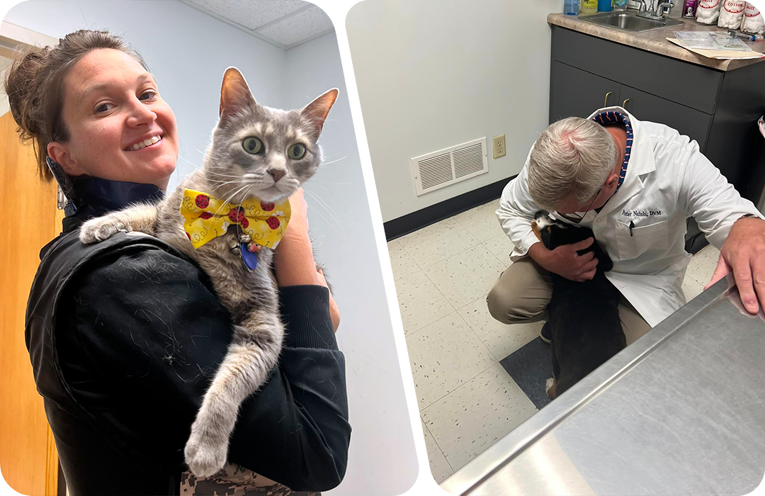 Collage image of vet and staff with pets