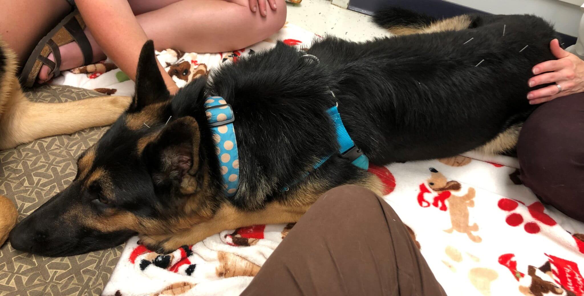 Dog lying on the floor during acupuncture procedure