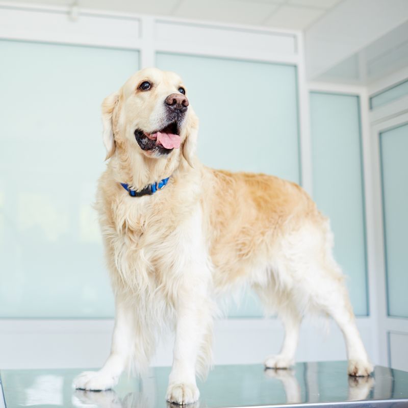 A dog standing on a table in a vet clinic