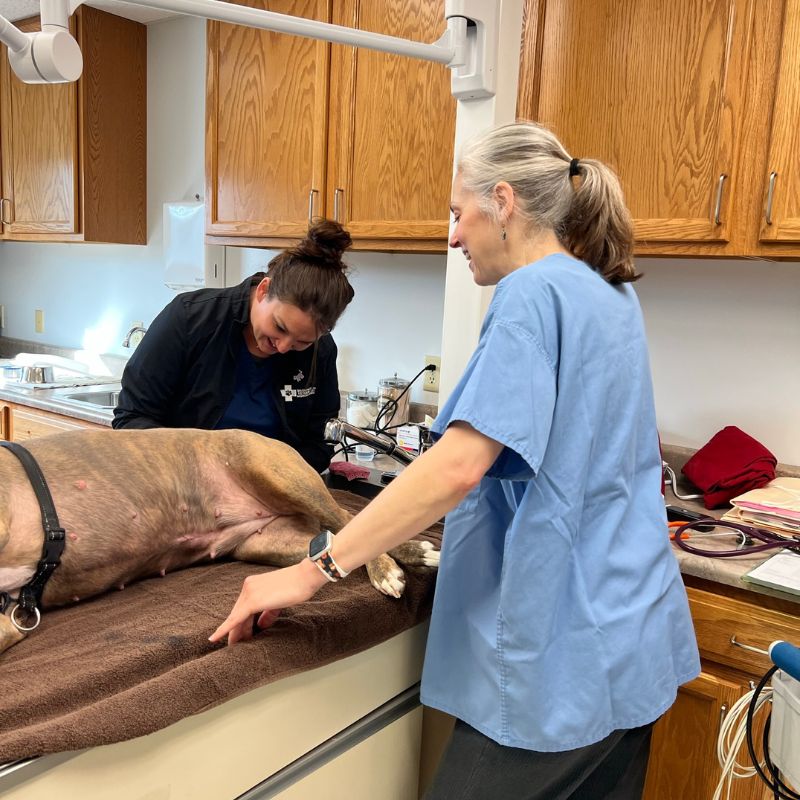 Veterinary staff attending medical procedure of a dog