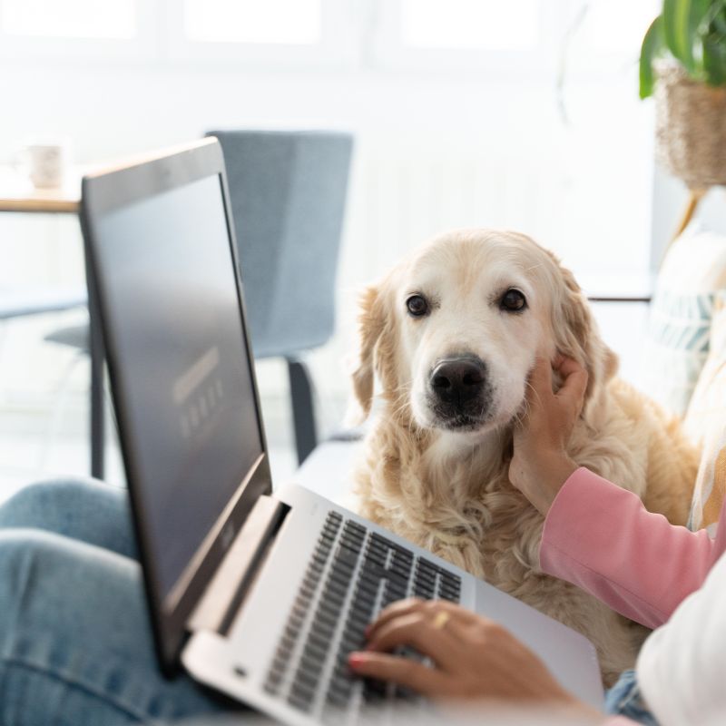 A person using laptop with her dog lying nearby