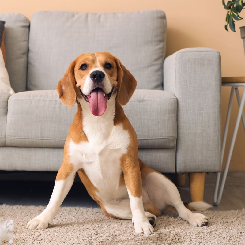 A Beagle dog sitting on the floor indoors