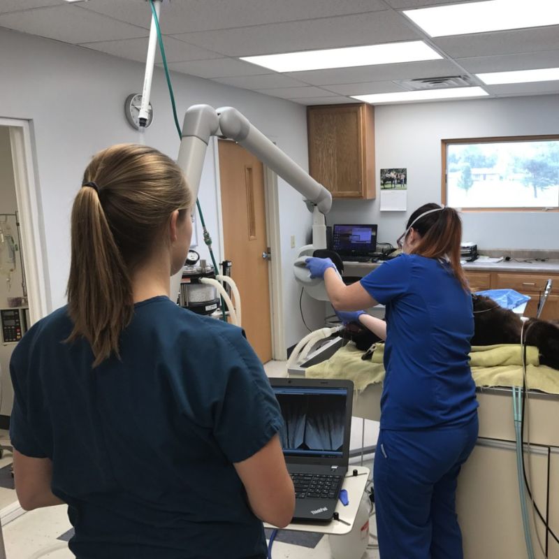 Vet staff taking dental X-ray of a dog