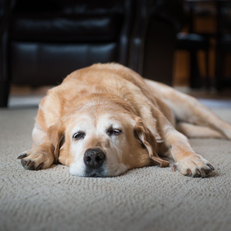 An elderly dog lying on a rug indoors