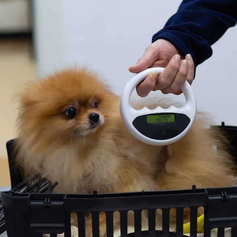 Vet scanning microchip implant of a dog