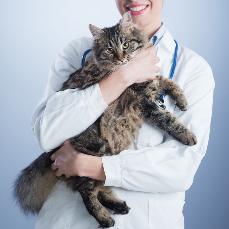 A lady vet holding a cat