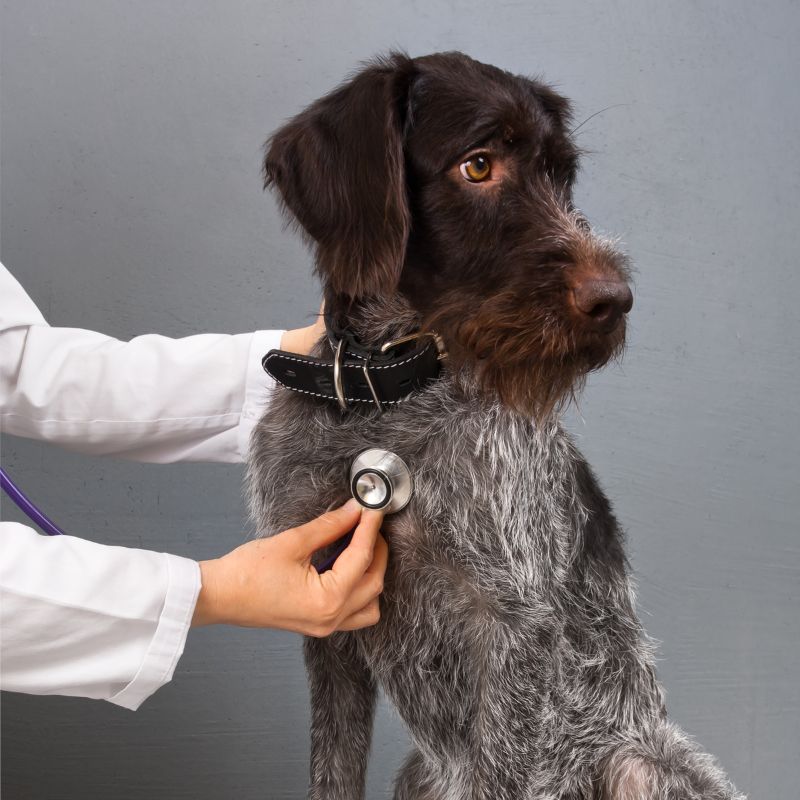 A vet examining a dog with a stethoscope