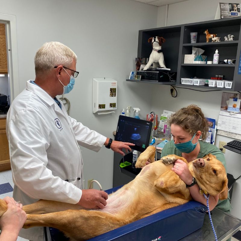 A vet and staff doing ultrasound scan of a dog