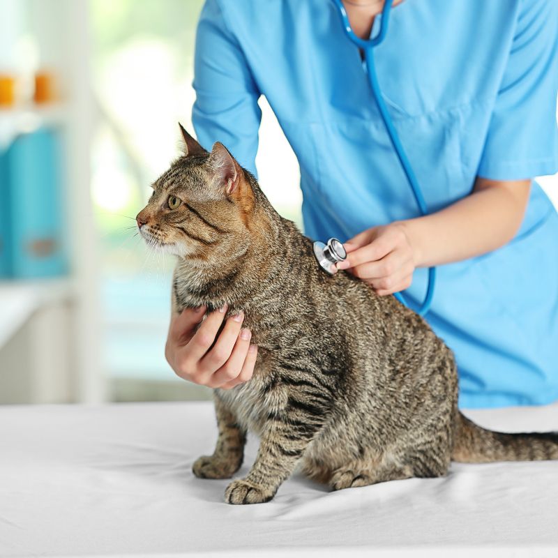 A vet examining a cat with a stethoscope