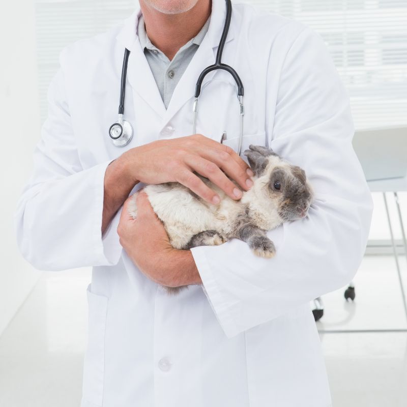 A vet holding a rabbit in his hands