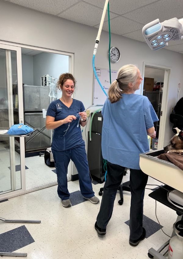 Two vet staff providing medical attention to a dog in the clinic