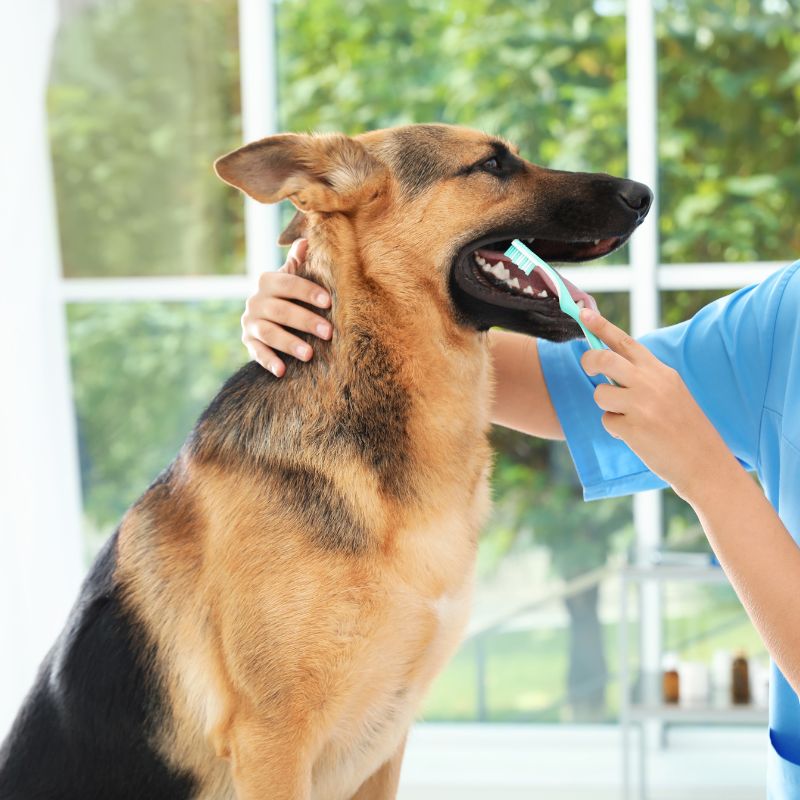 Vet cleaning dog's teeth with a toothbrush