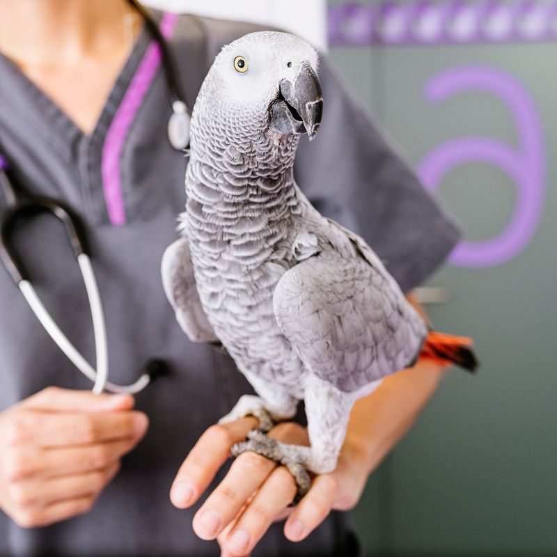 A vet holding an African grey parrot