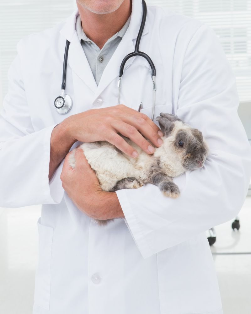 A vet holding a rabbit in his hands