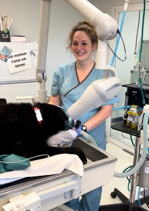 Vet with a dog under sedation during medical procedure