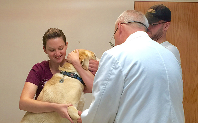 Vet and staff vaccinating a dog in the presence of owner