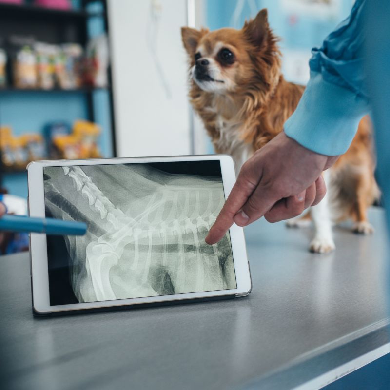 A dog on a table with vets examining its digital X-ray