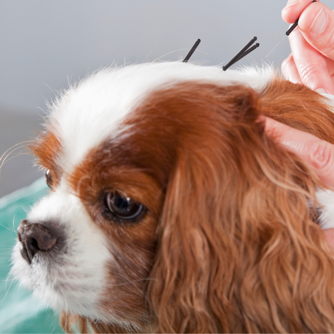 dog acupuncture